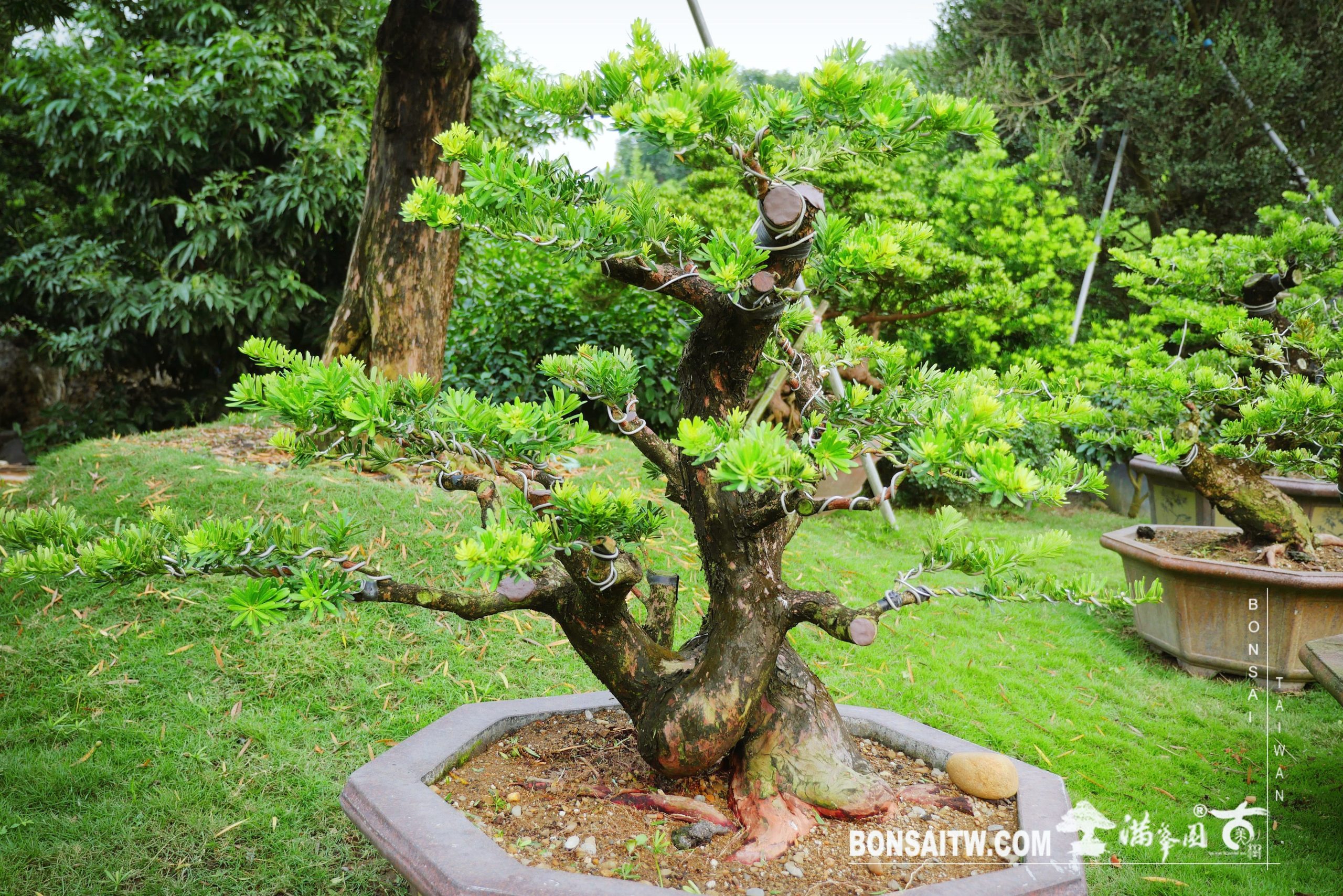 0a0bcde2 53ef 4bed bced 2ecd10f8cce5 [晶鑽羅漢松]整理整枝 晶鑽羅漢松(Diamond Podocarpus costalis)