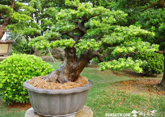 1c0a6685 81c7 43cd 81bb 87f99e752ba8 1 [晶鑽羅漢松]整理整枝 盆栽(Bonsai)