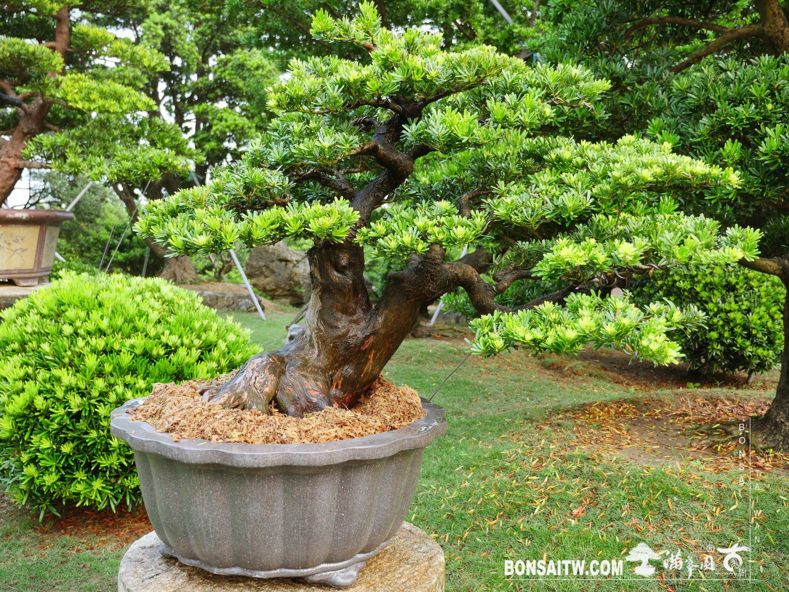 1c0a6685 81c7 43cd 81bb 87f99e752ba8 2 [晶鑽羅漢松]整理整枝 晶鑽羅漢松(Diamond Podocarpus costalis)