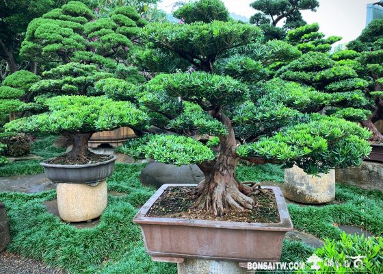 3601484c dbcb 4846 8b2c e4c4a48c6a72 [晶鑽羅漢松]整理 盆栽(Bonsai)