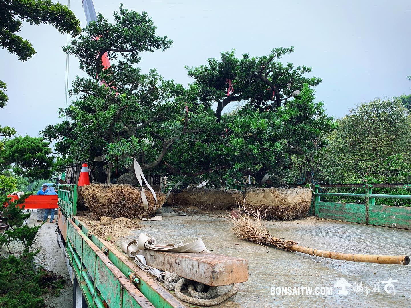 63c64524 743e 4079 9113 caa0bec1fd09 [羅漢松] 種植