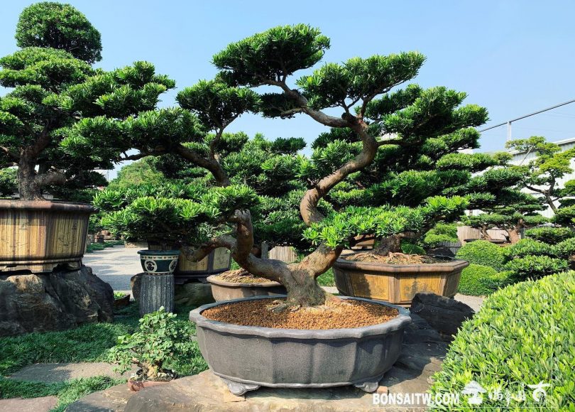 64273ac7 a640 400c a5d2 fc4500f4b3a7 [晶鑽羅漢松] 整理 晶鑽羅漢松(Diamond Podocarpus costalis)