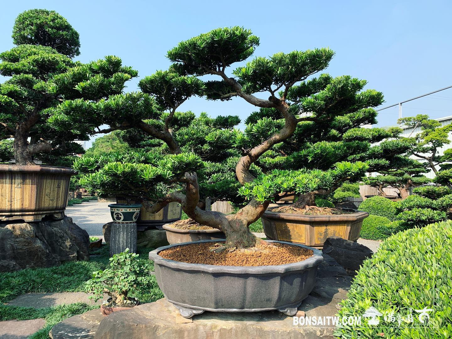 64273ac7 a640 400c a5d2 fc4500f4b3a7 [晶鑽羅漢松] 整理 晶鑽羅漢松(Diamond Podocarpus costalis)