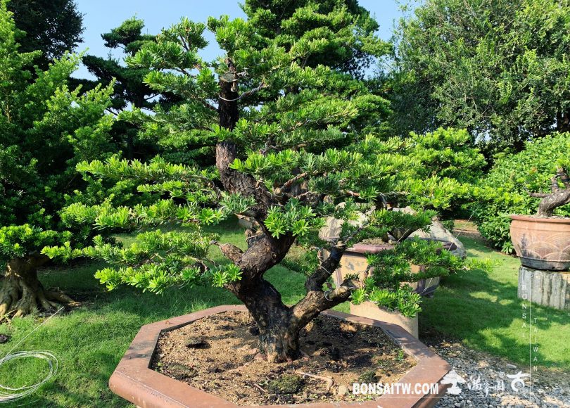 764542ba 1e75 4e5d a87a 4364bf76dd8e [晶鑽羅漢松] 整理