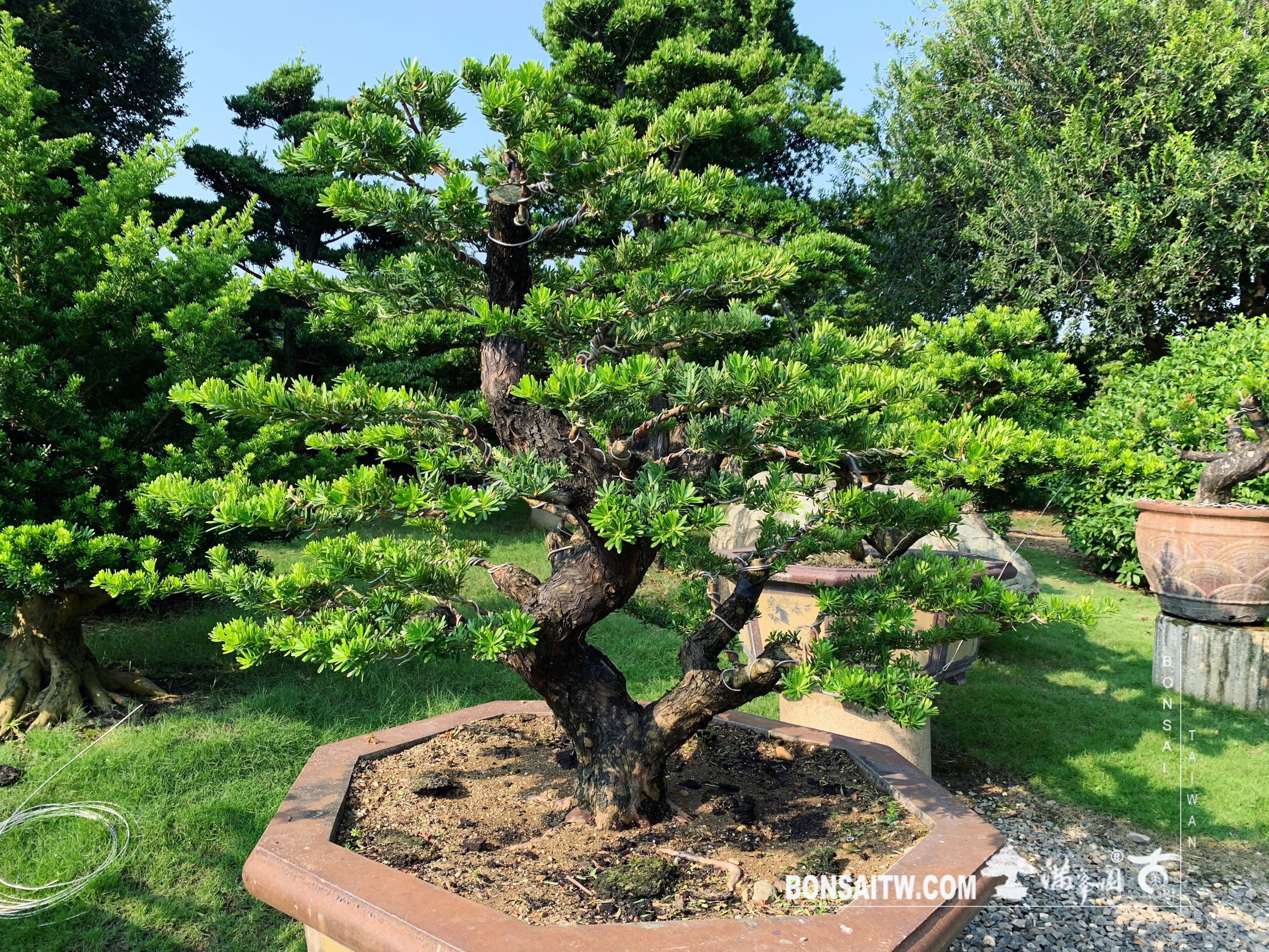 764542ba 1e75 4e5d a87a 4364bf76dd8e [晶鑽羅漢松] 整理