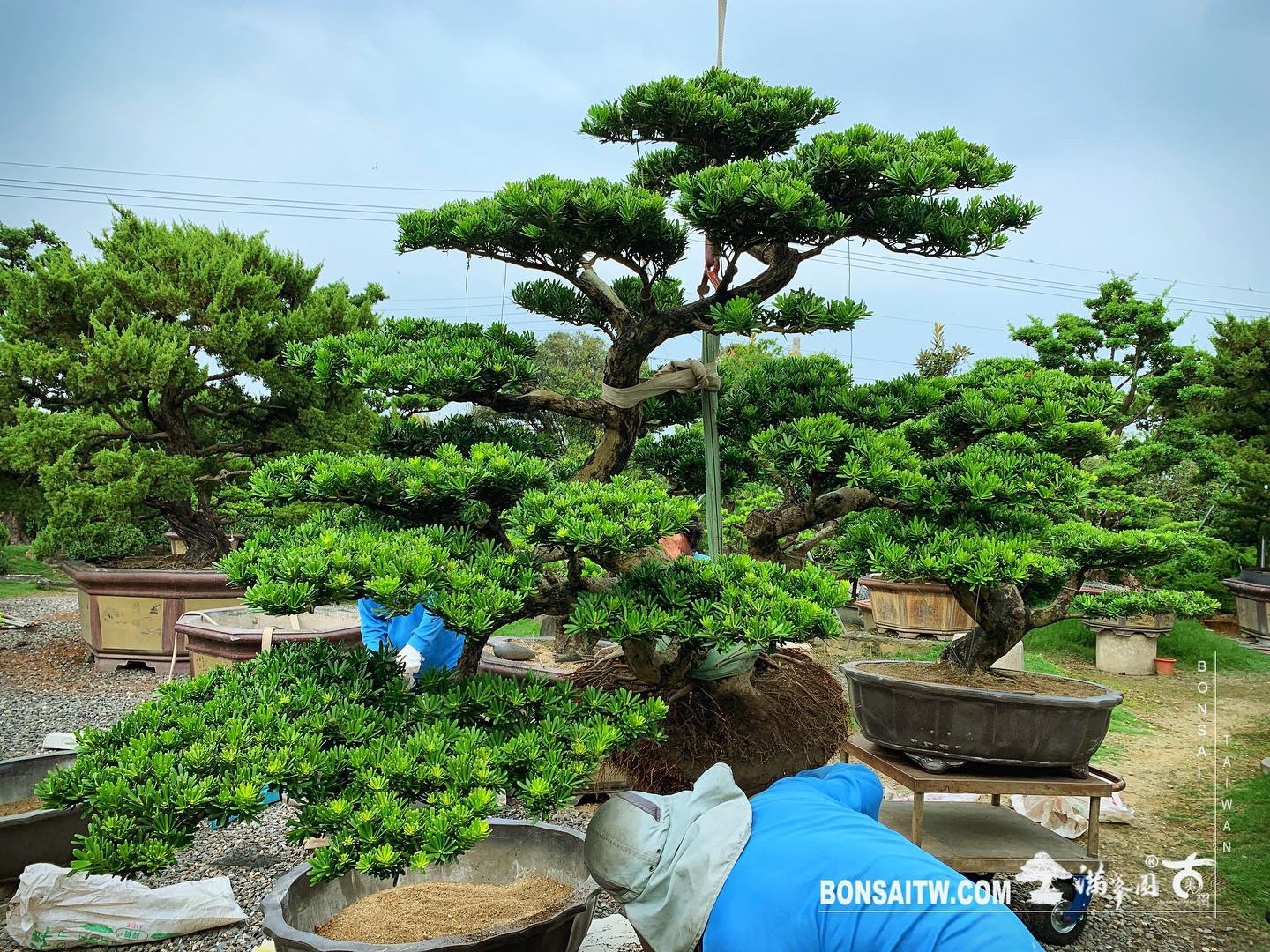 7b6d2998 6099 4eb2 8957 4f15ad1b28c2 [晶鑽羅漢松] 整理 晶鑽羅漢松(Diamond Podocarpus costalis)