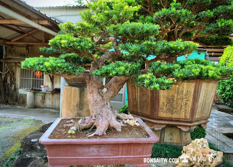 93a57ae9 418b 45d9 9e92 7699757344e4 1 [晶鑽羅漢松]整理 晶鑽羅漢松(Diamond Podocarpus costalis)