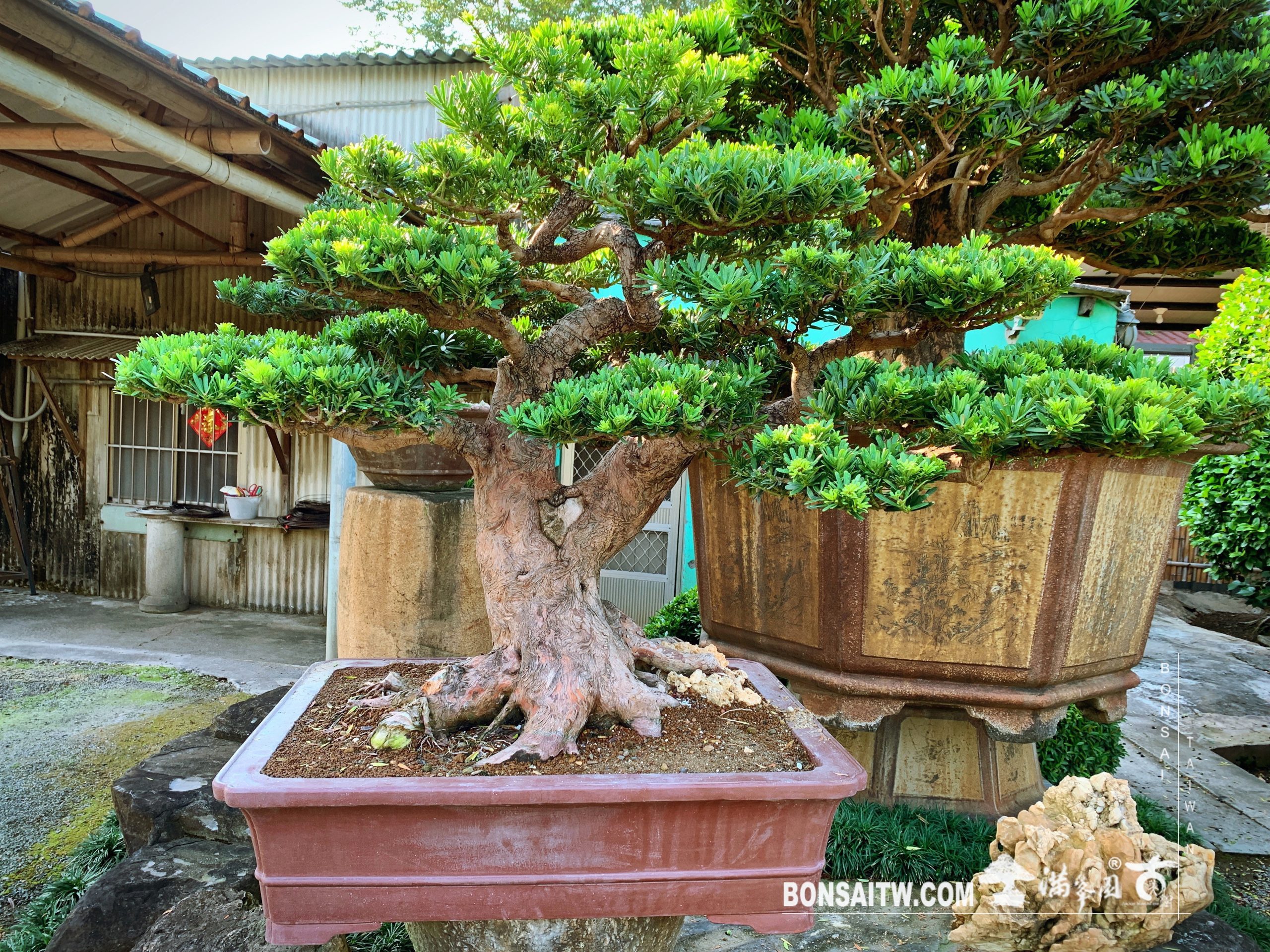 93a57ae9 418b 45d9 9e92 7699757344e4 2 [晶鑽羅漢松]整理 晶鑽羅漢松(Diamond Podocarpus costalis)