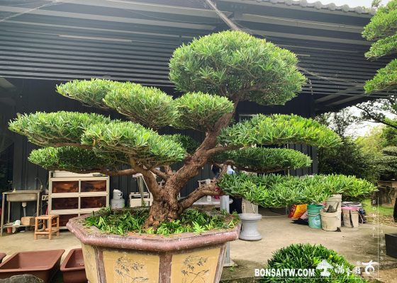 94e34621 8233 45bc 885d a7675cf77325 [羅漢松] 整理 羅漢松(Podocarpus costalis)