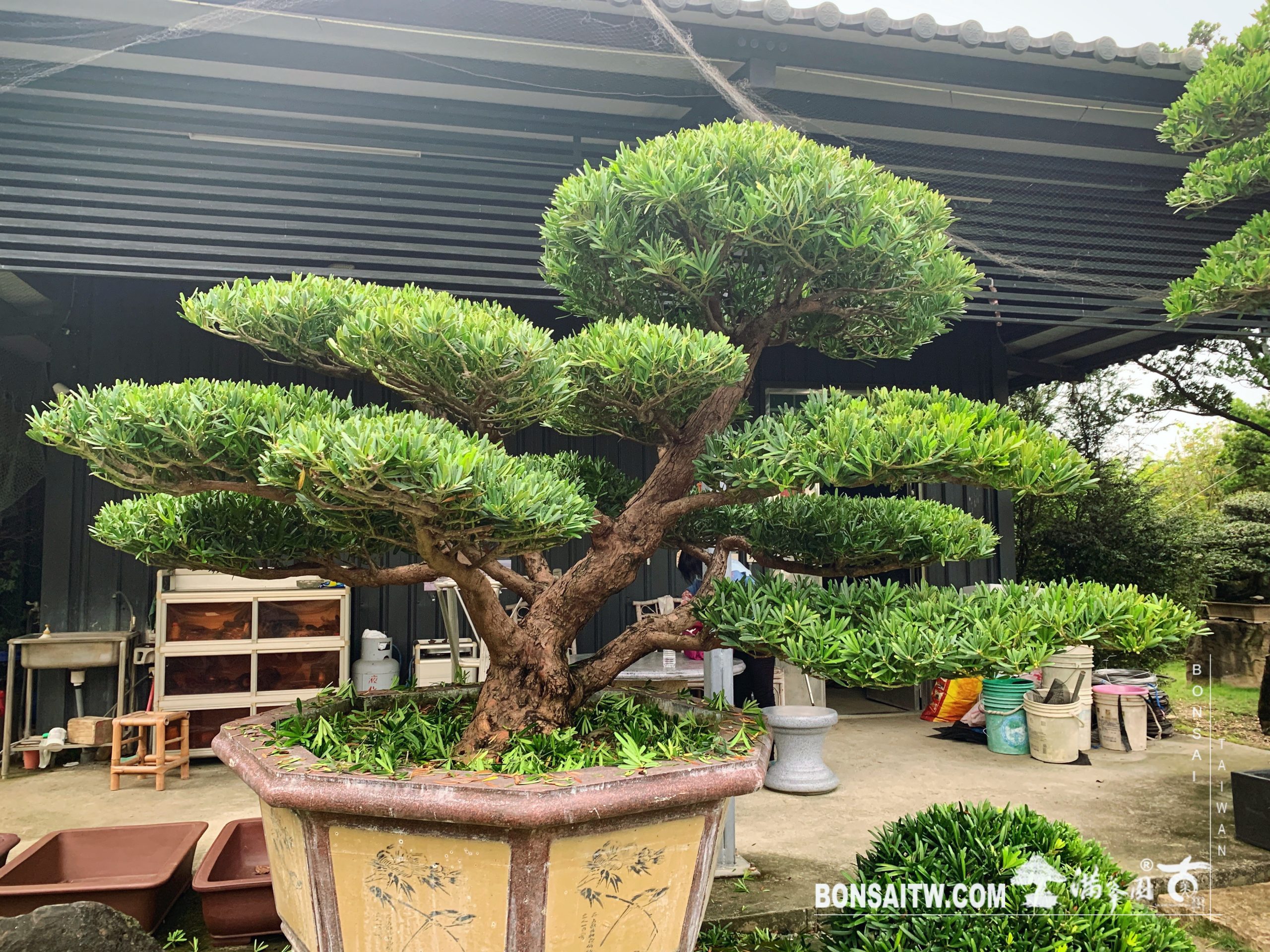 94e34621 8233 45bc 885d a7675cf77325 [羅漢松] 整理