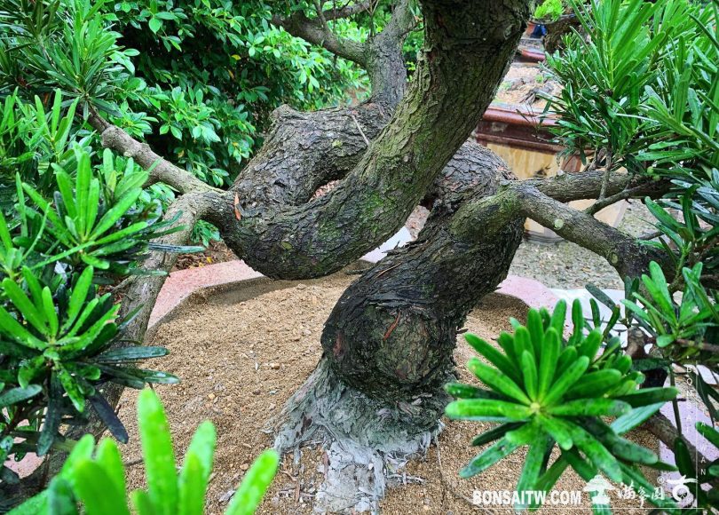 97483cee f813 4f8e 9cc4 c4720d51fdcb [羅漢松] 種植