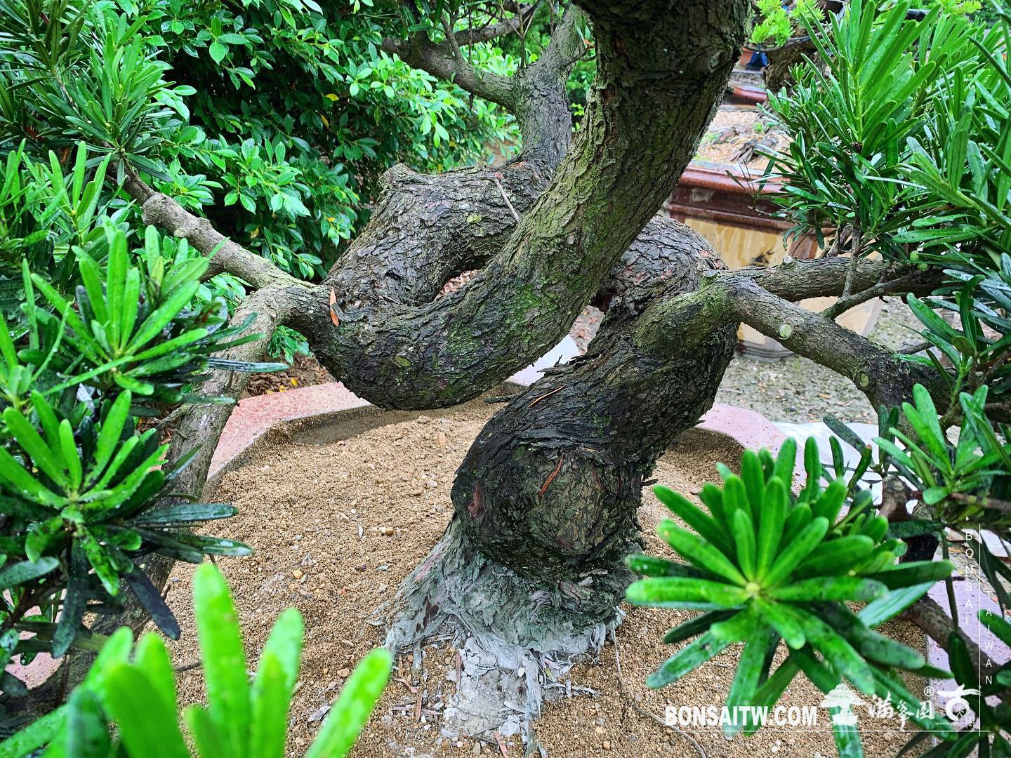 97483cee f813 4f8e 9cc4 c4720d51fdcb [羅漢松] 種植