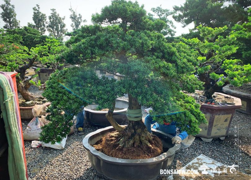 9b08d196 a42d 4e92 bdca 9d600efbadb6 [晶鑽羅漢松] 整理 晶鑽羅漢松(Diamond Podocarpus costalis)