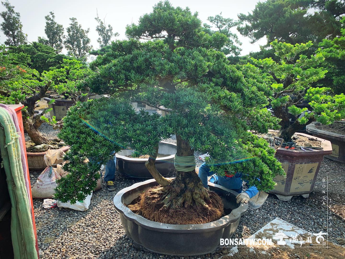 9b08d196 a42d 4e92 bdca 9d600efbadb6 [晶鑽羅漢松] 整理 晶鑽羅漢松(Diamond Podocarpus costalis)