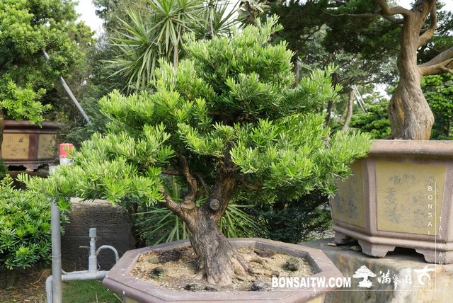 P1230714 [羅漢松]等待，是為了下一次的蛻變(34) 盆栽(Bonsai)