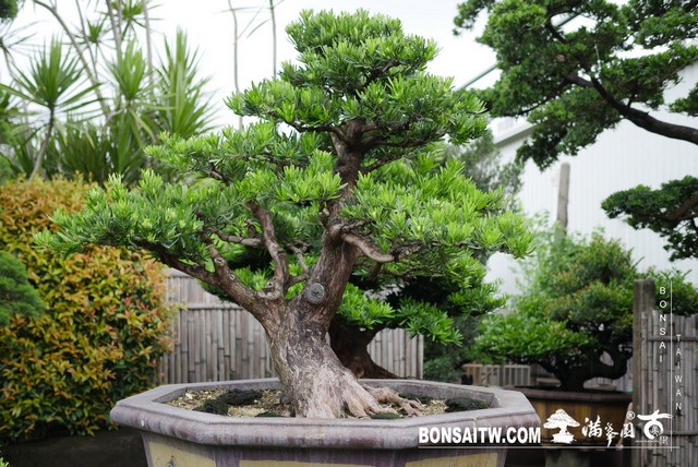P1270821 [羅漢松]等待，是為了下一次的蛻變(34) 盆栽(Bonsai)