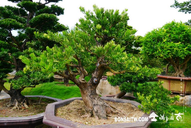 P1430854 [羅漢松]等待，是為了下一次的蛻變(34) 盆栽(Bonsai)