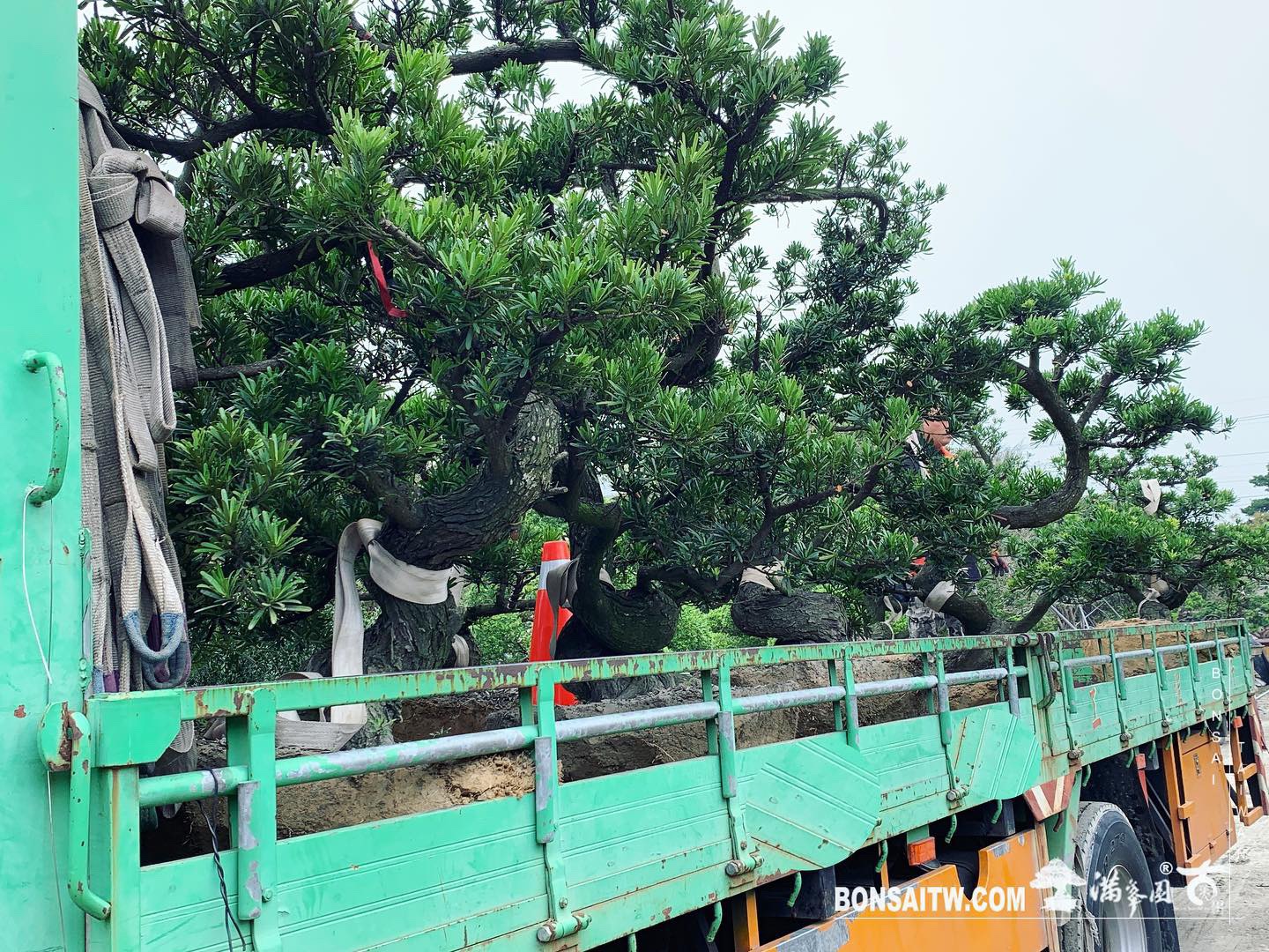 a6baa68e d1d0 4396 a288 dd76498e7221 [羅漢松] 種植