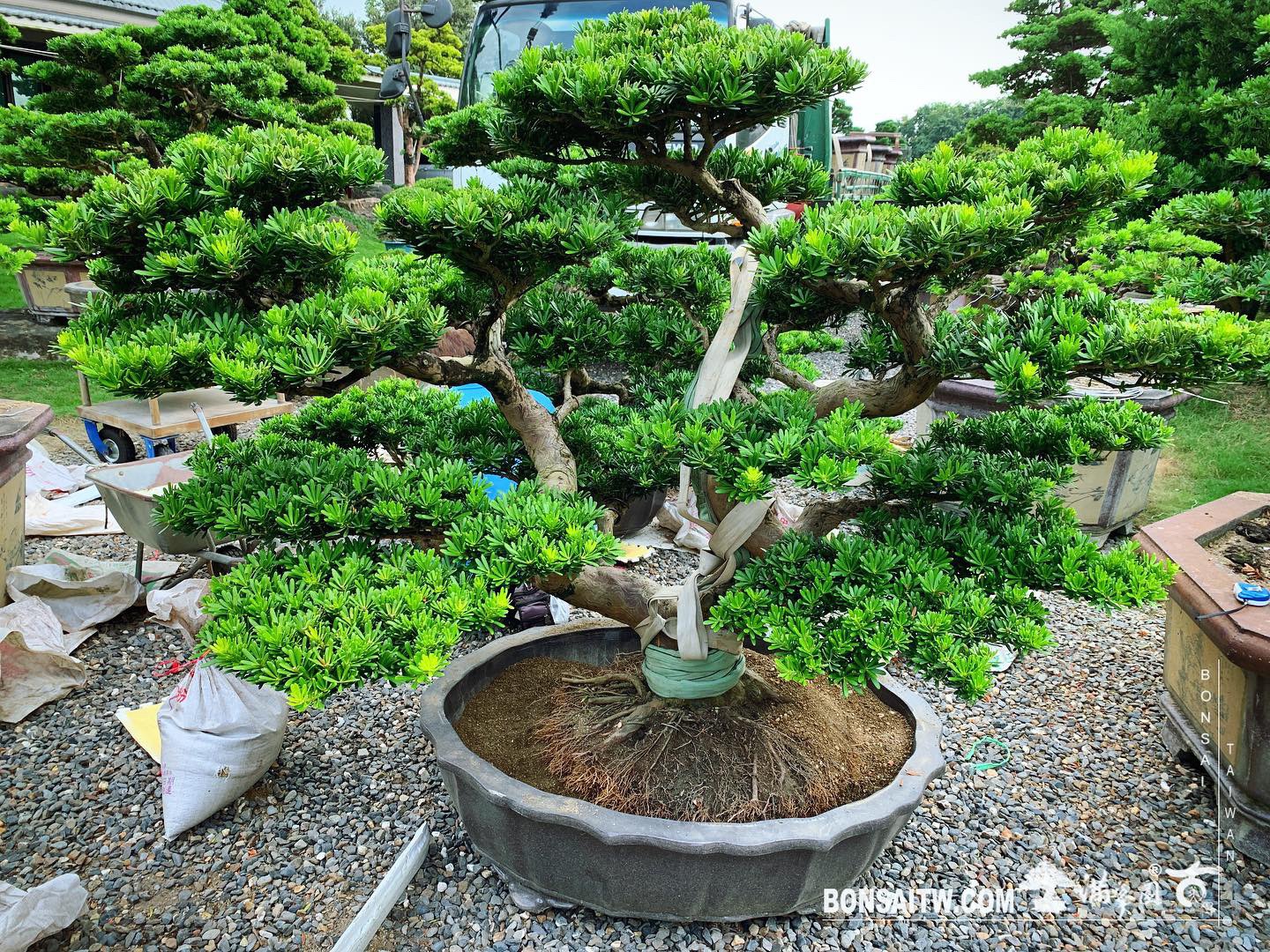 b46b166d e17b 402f a673 1fdae22a36ac [晶鑽羅漢松] 整理 晶鑽羅漢松(Diamond Podocarpus costalis)