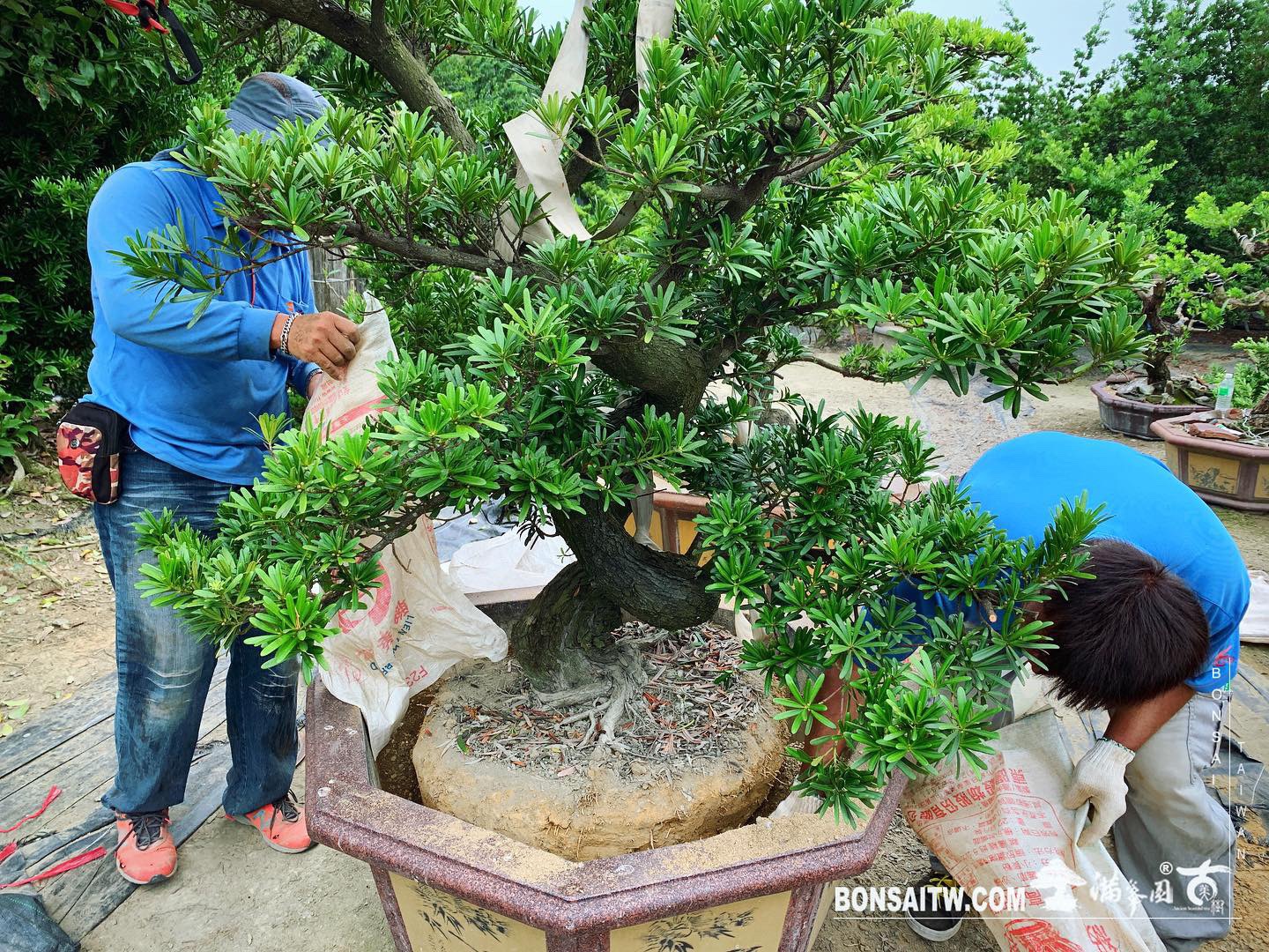 d669f2f6 51c8 4eff b7b3 84836a213f4c [羅漢松] 種植