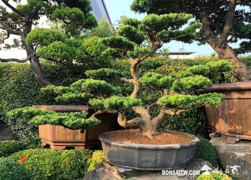 dcf64f1e d2be 4a44 bd07 75909436cf15 [晶鑽羅漢松] 整理 晶鑽羅漢松(Diamond Podocarpus costalis)