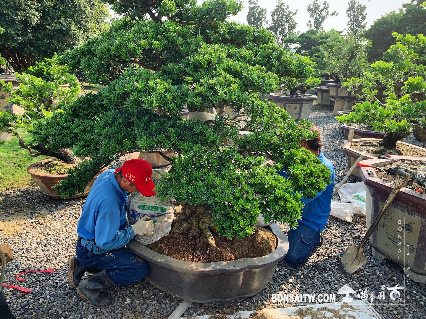 dfde03c5 1f9c 492e a75c c8732d5136c2 [晶鑽羅漢松] 整理 晶鑽羅漢松(Diamond Podocarpus costalis)