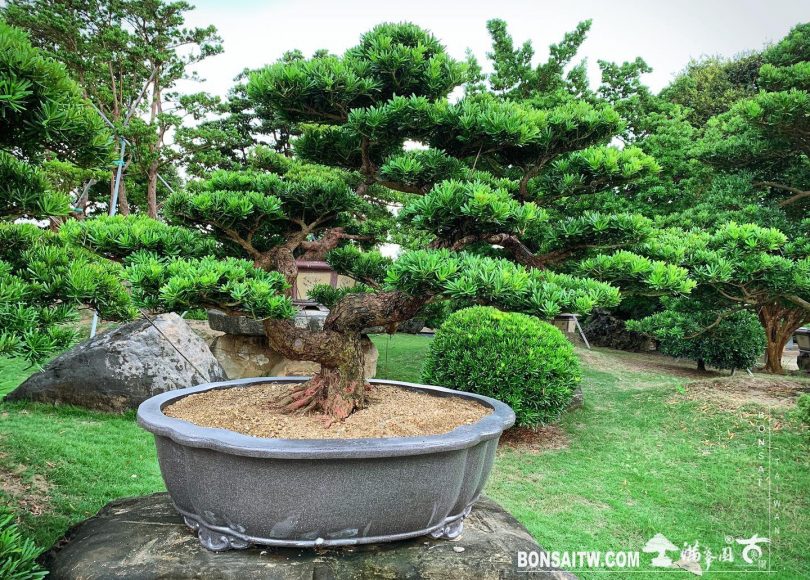 e8066ba2 7c77 4c85 8a84 4efe4943ea90 [晶鑽羅漢松] 整理 晶鑽羅漢松(Diamond Podocarpus costalis)