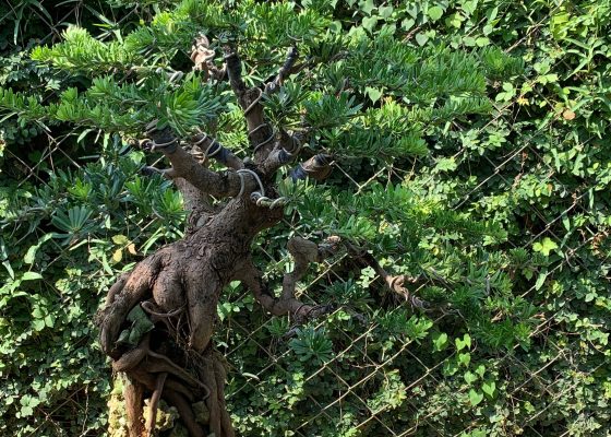 enlight617 [晶鑽羅漢松] 整理 整枝