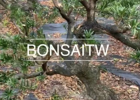 img 6557 [羅漢松] 培養中的素材 羅漢松(Podocarpus costalis)