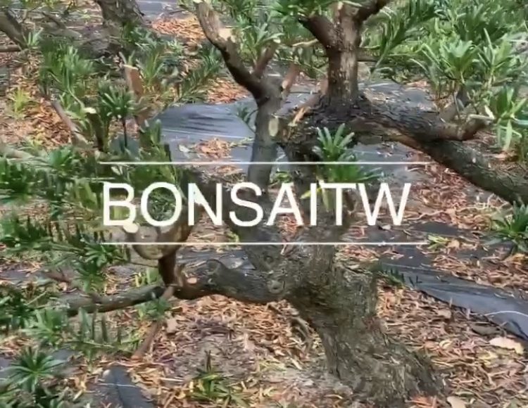 img 6557 [羅漢松] 培養中的素材