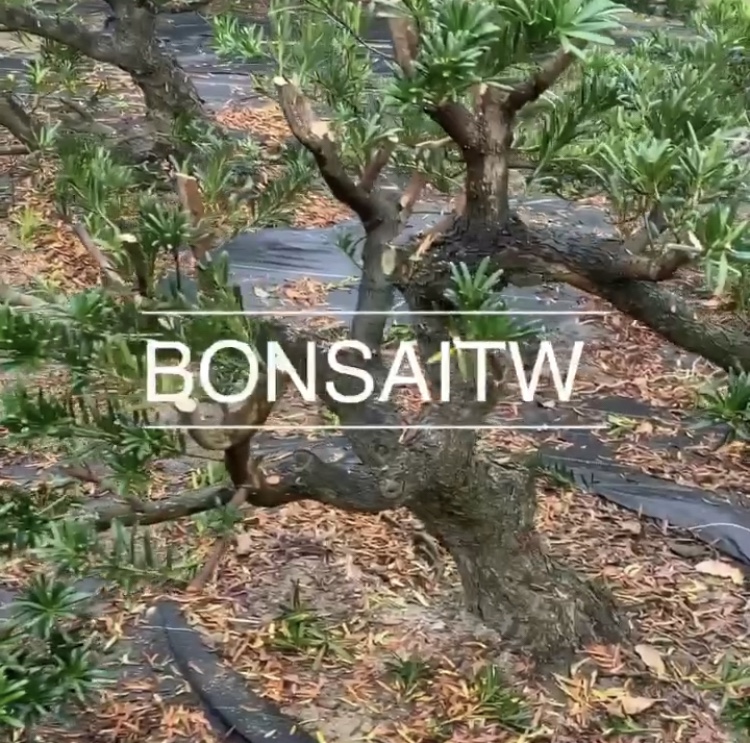 img 6557 [羅漢松] 培養中的素材