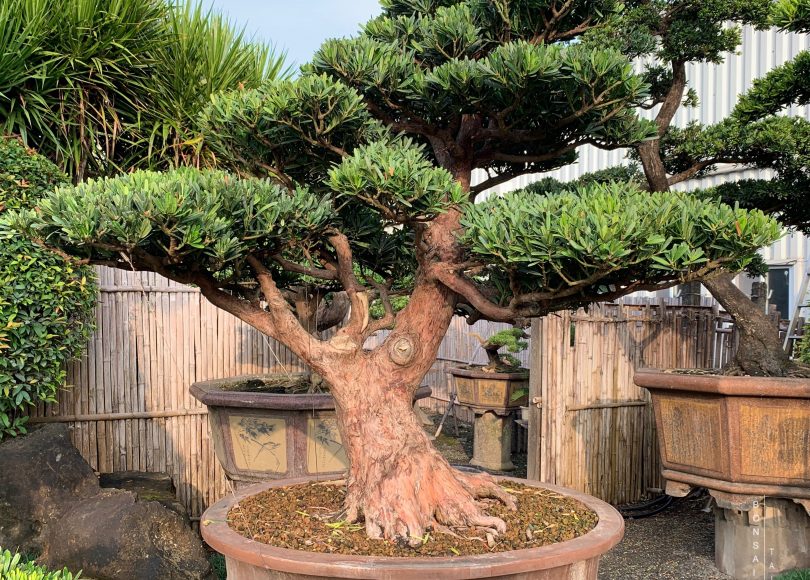 img 6636 [羅漢松] 整理