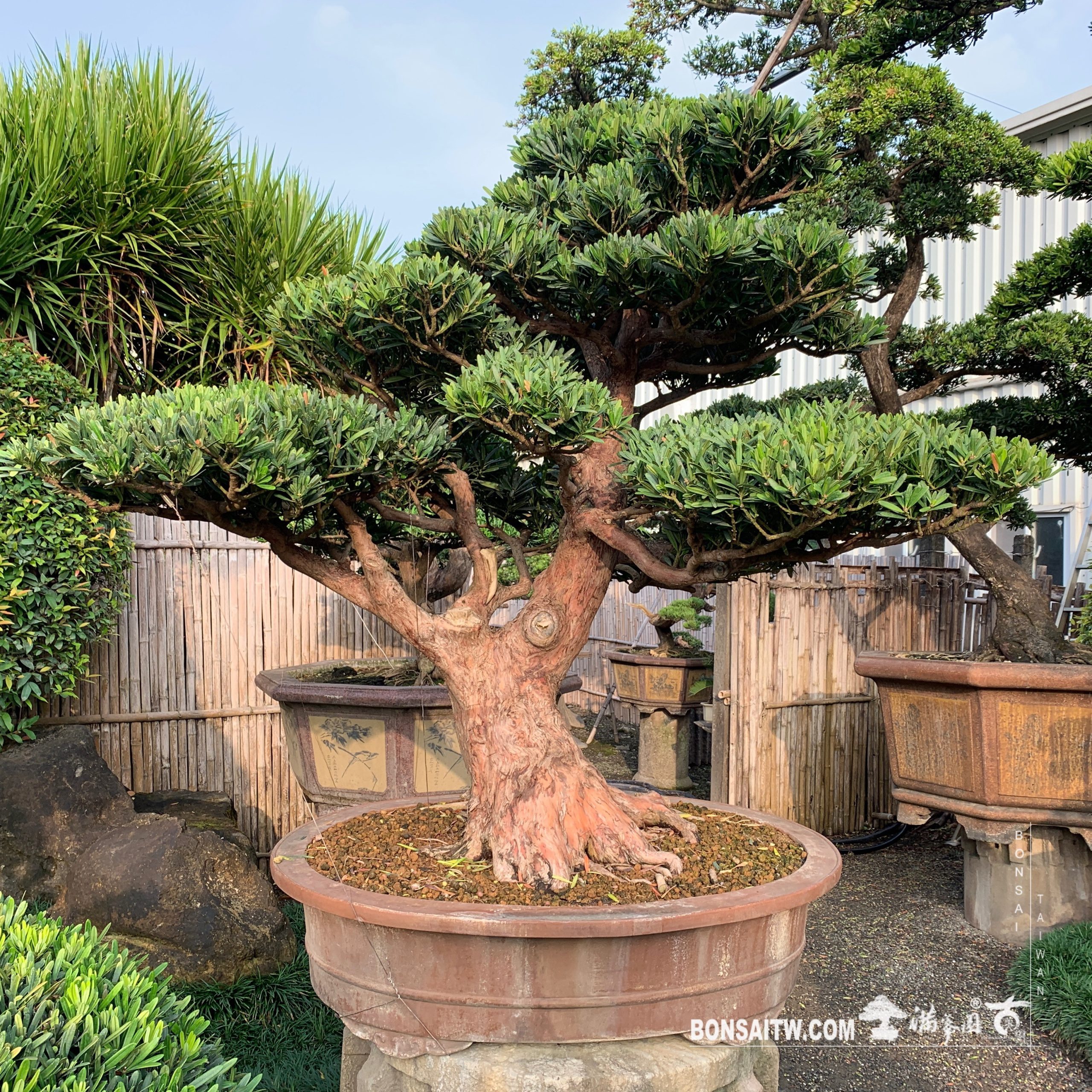 img 6636 [羅漢松] 整理