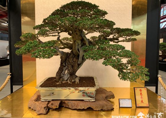 img 6821 [展覽]2019第24回全國華風盆栽展 2019