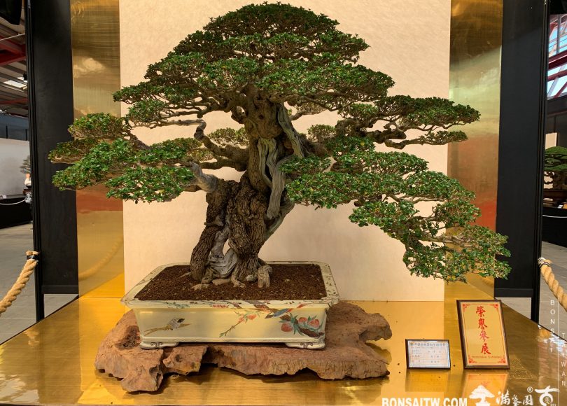img 6821 [展覽]2019第24回全國華風盆栽展 展覽(Exhibition)