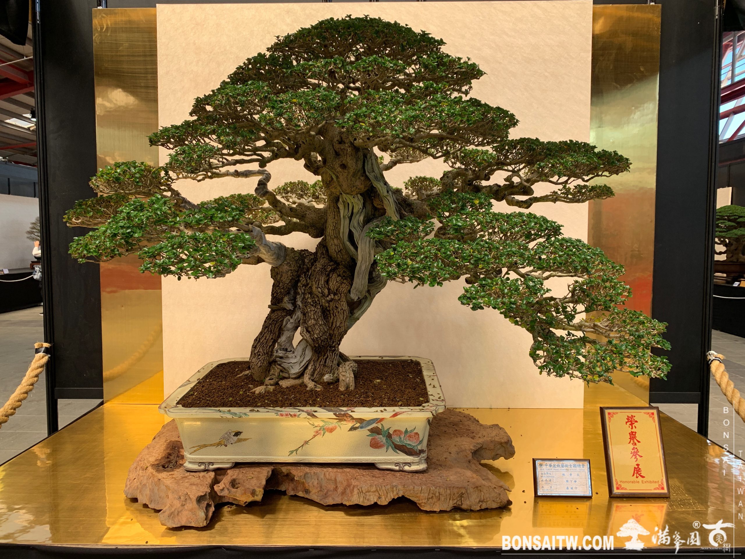 img 6821 [展覽]2019第24回全國華風盆栽展 展覽(Exhibition)