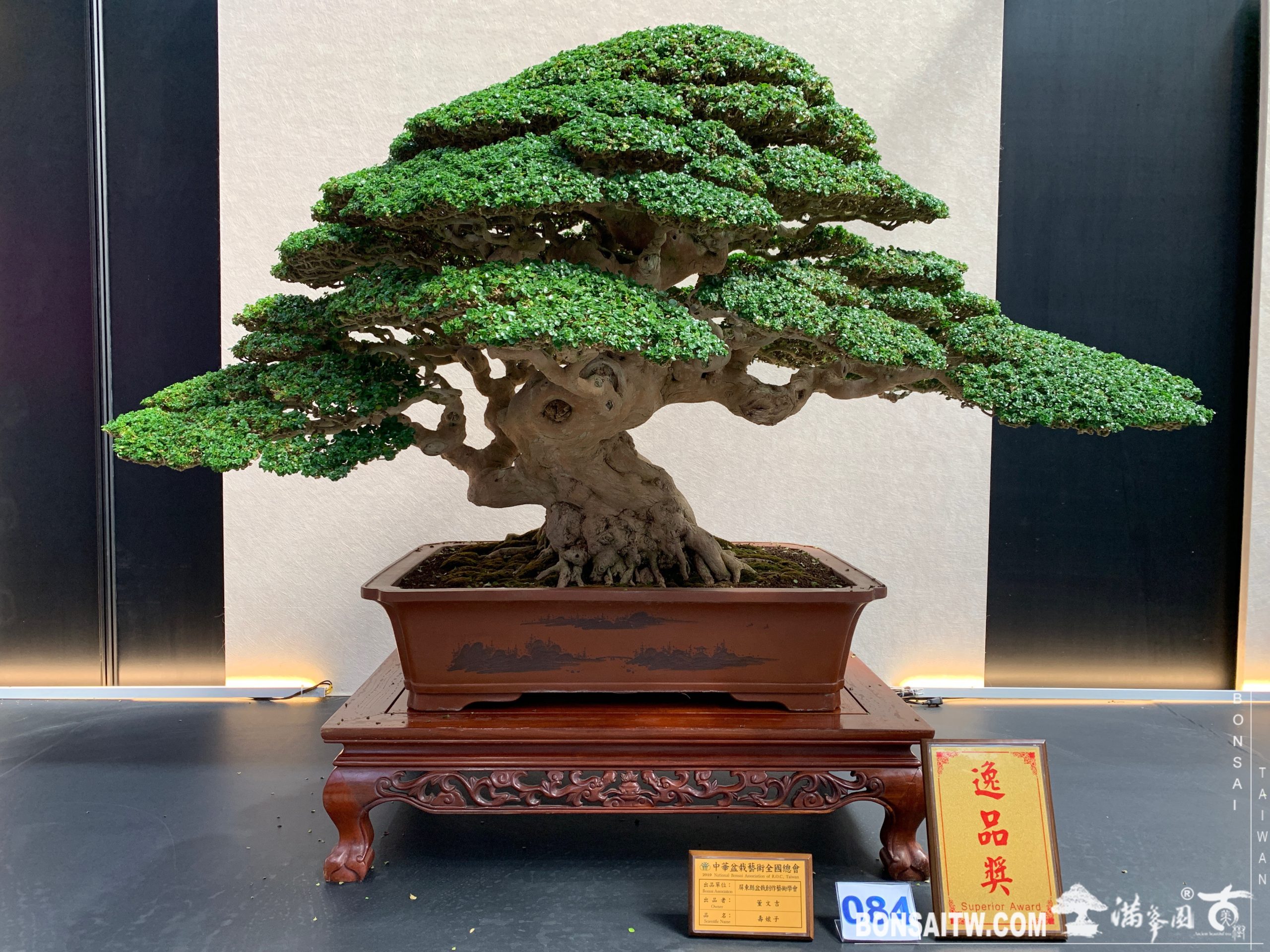 img 6822 [展覽]2019第24回全國華風盆栽展 展覽(Exhibition)