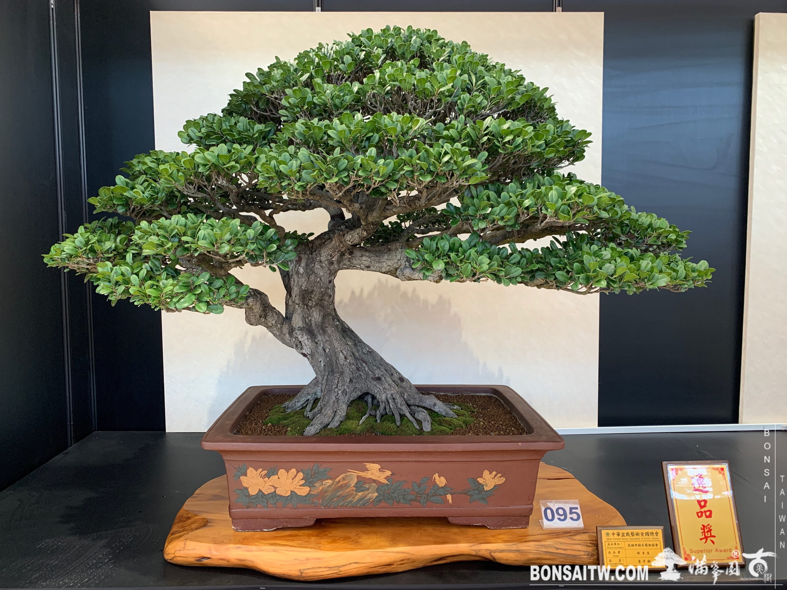 img 6823 [展覽]2019第24回全國華風盆栽展 展覽(Exhibition)