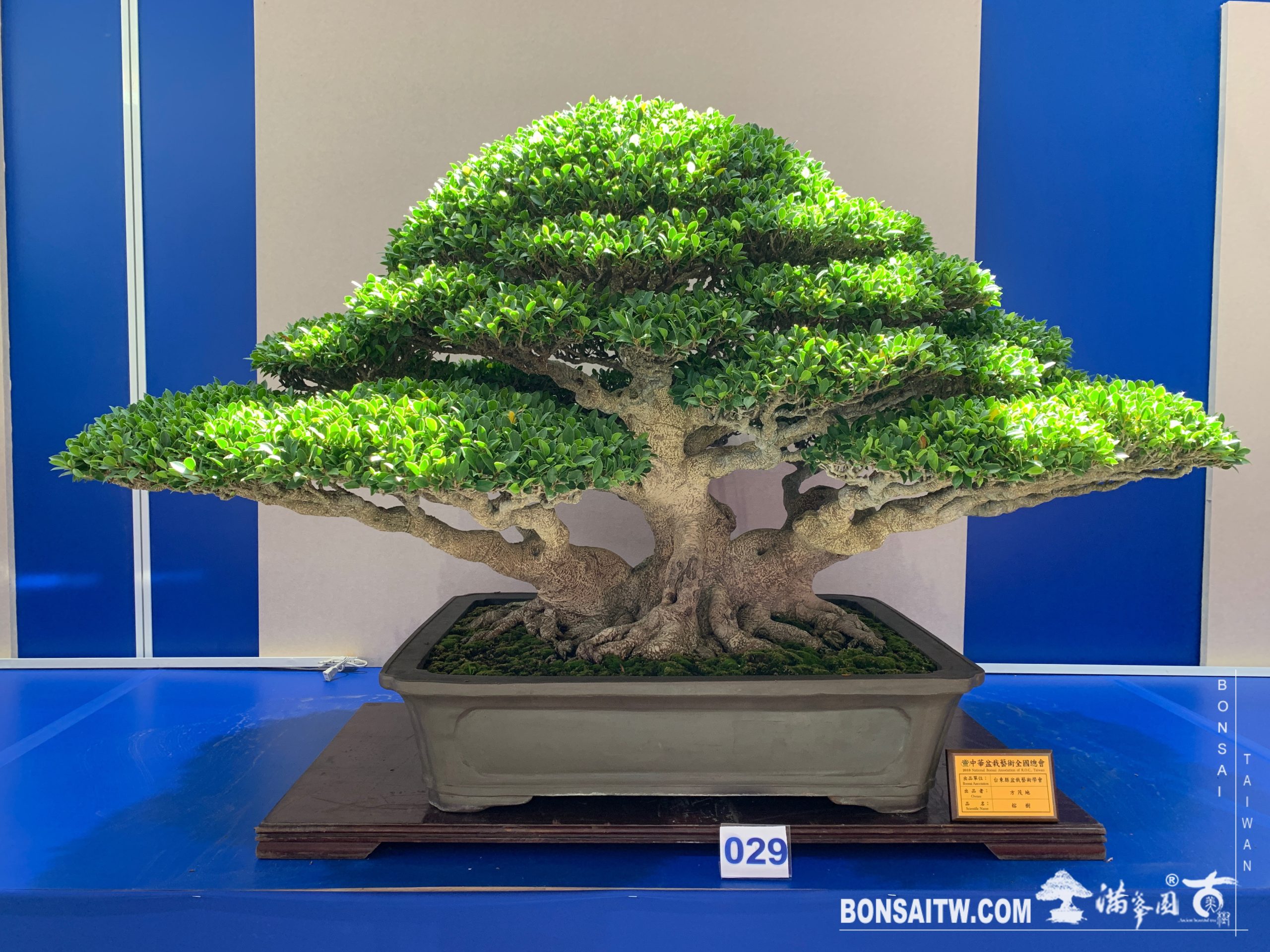img 6831 [展覽]2019第24回全國華風盆栽展 展覽(Exhibition)