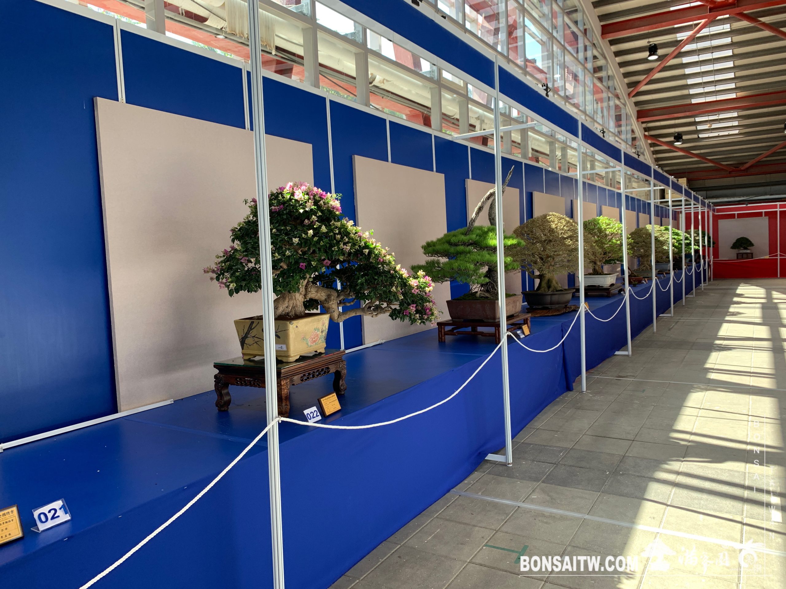 img 6836 [展覽]2019第24回全國華風盆栽展 展覽(Exhibition)