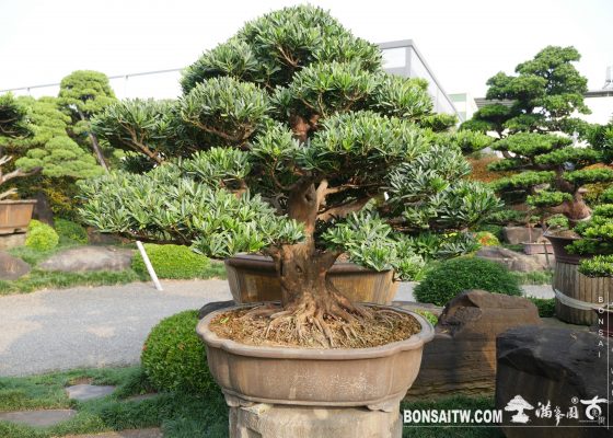 img 6857 [羅漢松] 整理 盆栽(Bonsai)