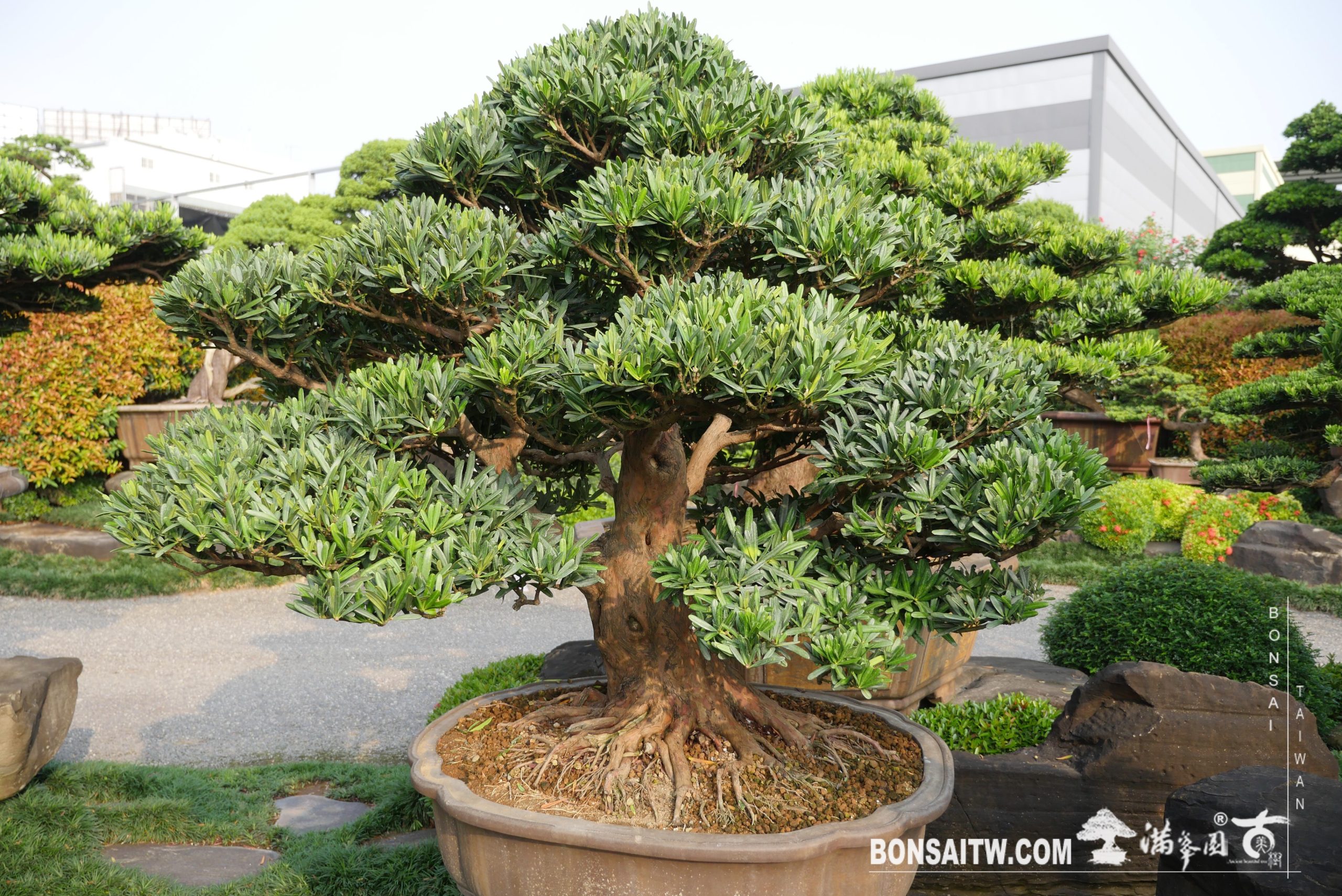 img 6858 [羅漢松] 整理