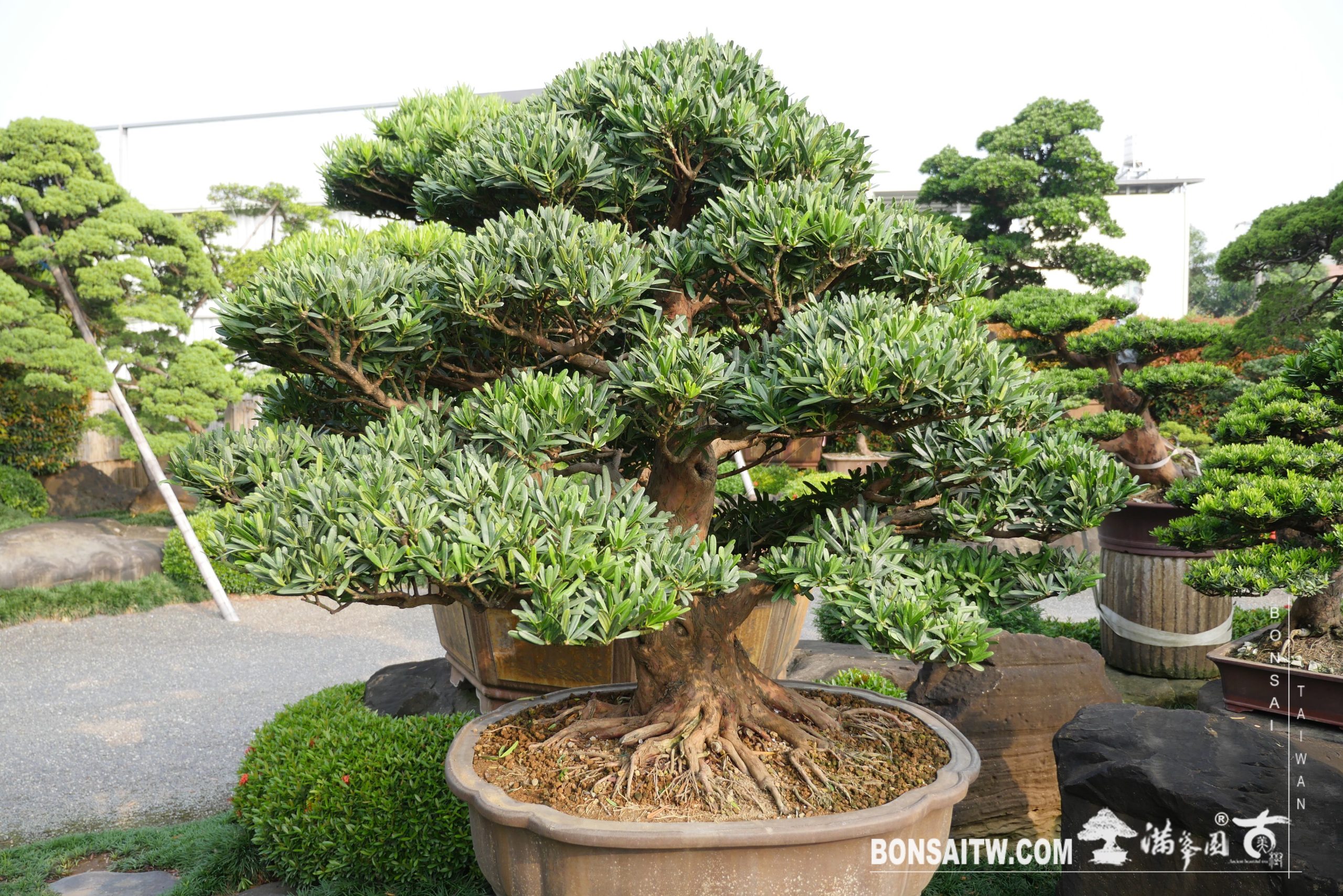 img 6859 [羅漢松] 整理