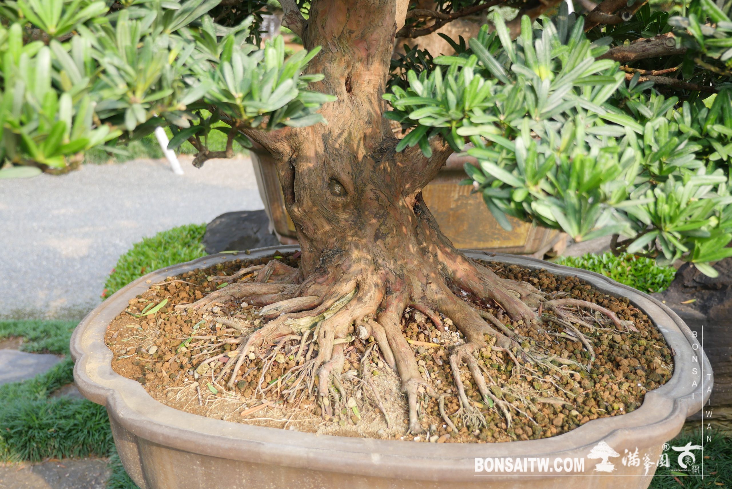 img 6860 [羅漢松] 整理