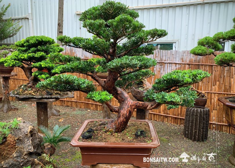 img 6959 [晶鑽羅漢松] 整理 晶鑽羅漢松(Diamond Podocarpus costalis)