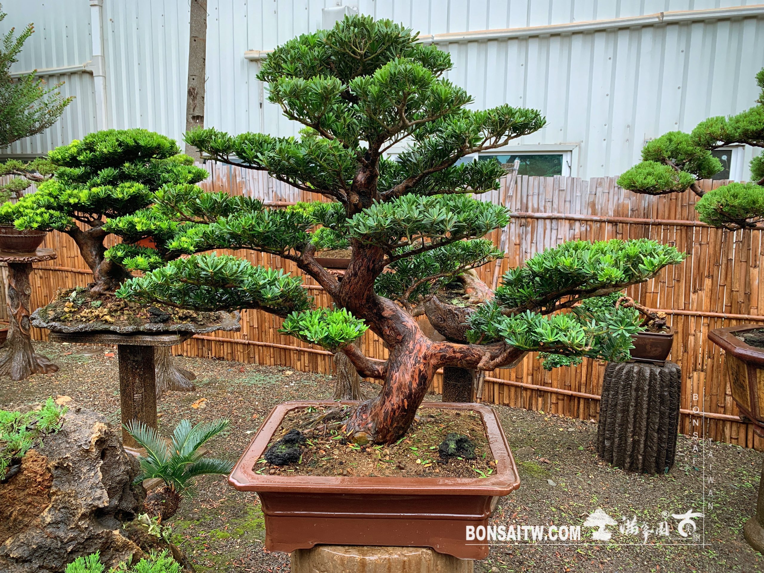 img 6959 [晶鑽羅漢松] 整理 晶鑽羅漢松(Diamond Podocarpus costalis)