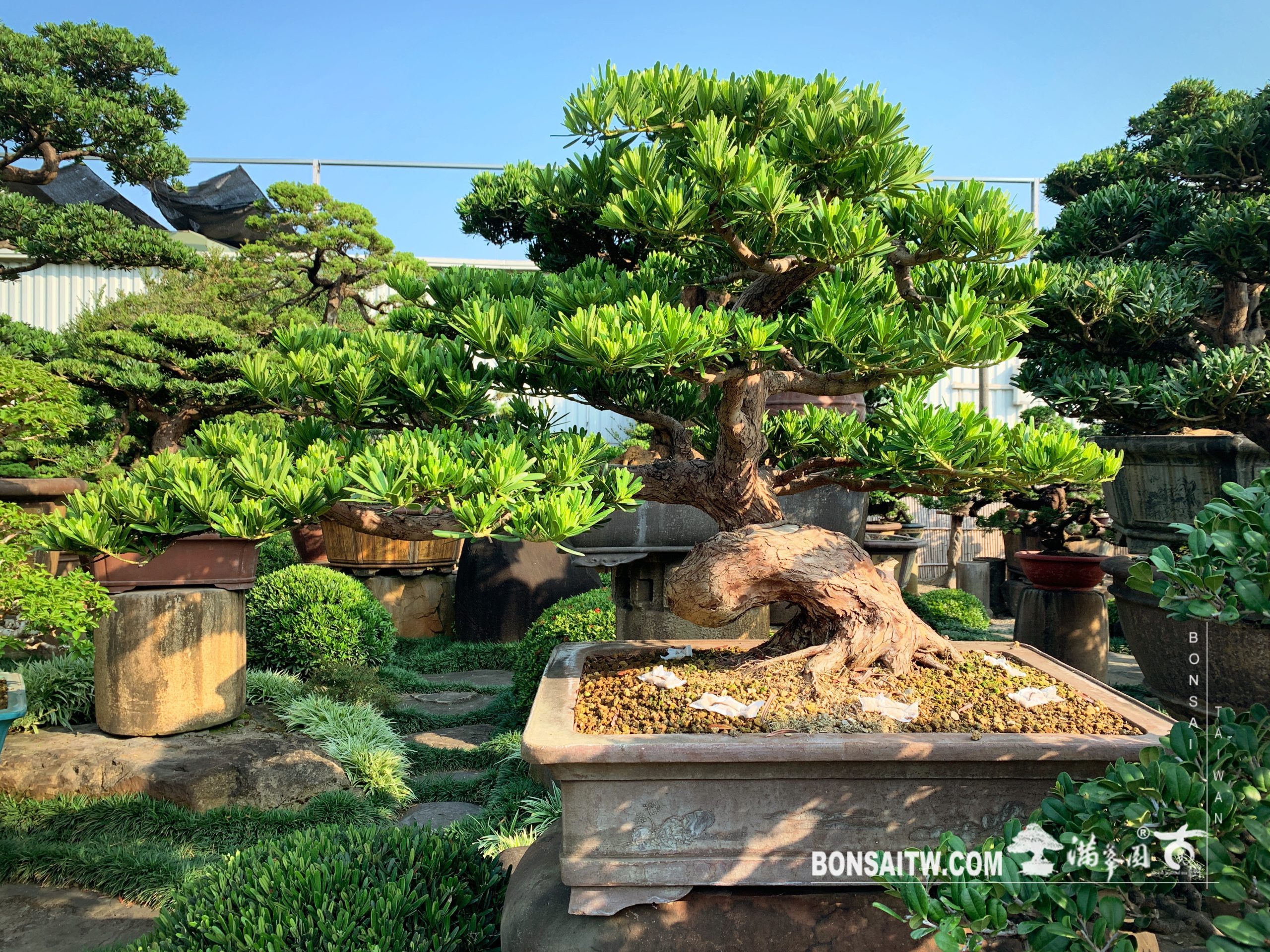 img 7097 [羅漢松] 施肥整理