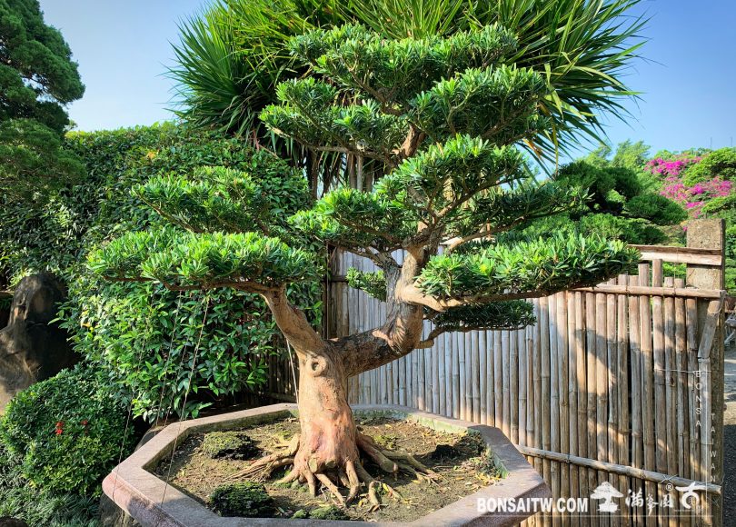 img 7187 [晶鑽羅漢松] 整理 晶鑽羅漢松(Diamond Podocarpus costalis)