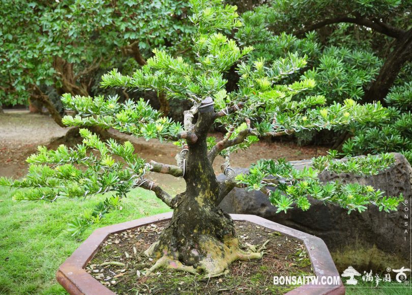 img 7345 [晶鑽羅漢松]砍掉重練，再創新生機(1-03) 晶鑽羅漢松(Diamond Podocarpus costalis)