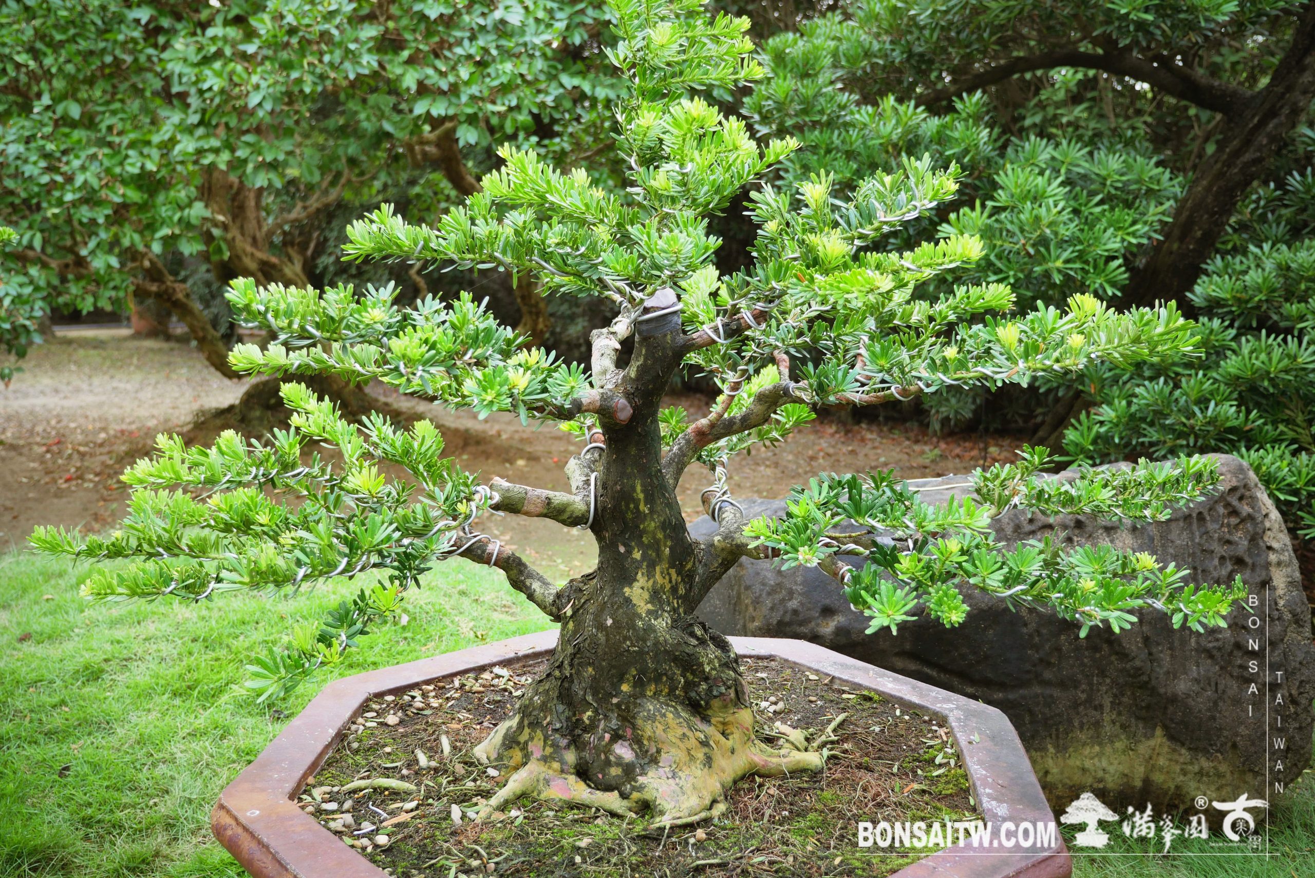 img 7345 [晶鑽羅漢松]砍掉重練，再創新生機(1-03) 晶鑽羅漢松(Diamond Podocarpus costalis)